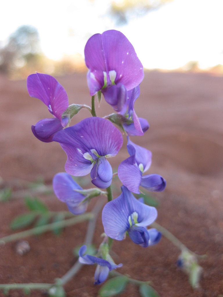 Swainsona elegans
