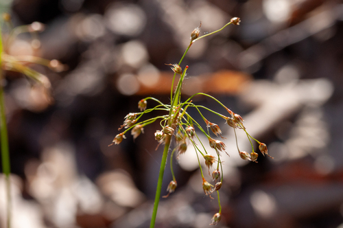 Luzula acuminata