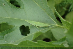 Atractomorpha lata