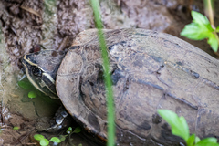 Malayemys macrocephala