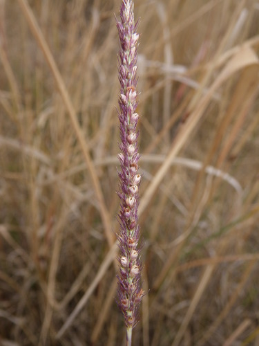 Vlei bristle grass (Setaria incrassata)