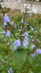 Salvia longispicata
