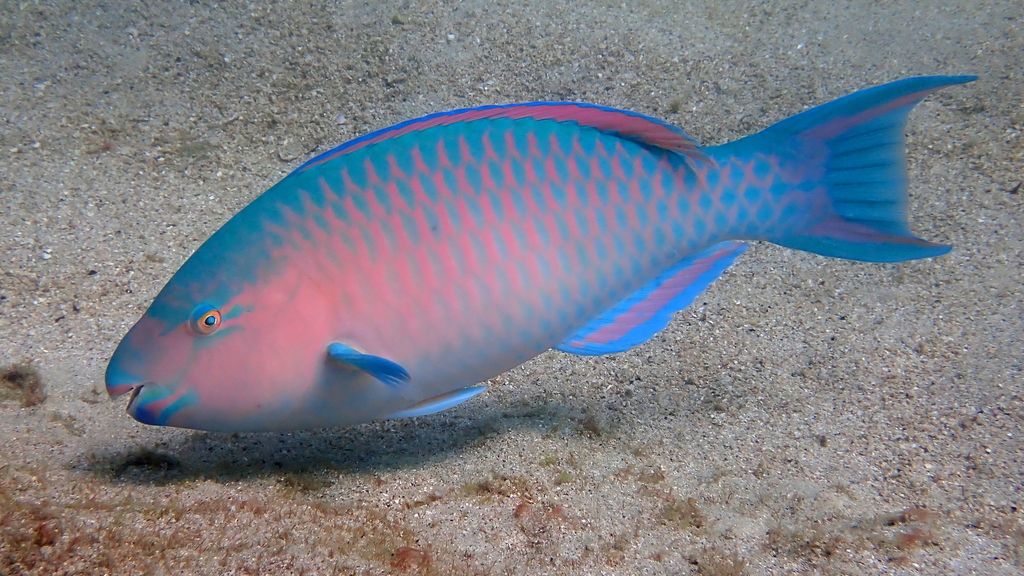 Blauwband-papegaaivis (Scarus ghobban) — Scaridae