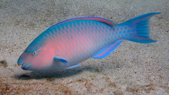 Bluechin Parrotfish photo 2