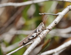 Stenocatantops angustifrons