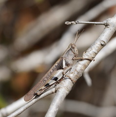 Stenocatantops angustifrons