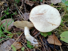 Suillus placidus