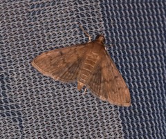Psara obscuralis