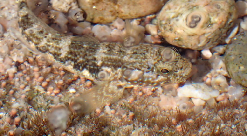 Panamic frillfin (Bathygobius ramosus) — Gobiidae