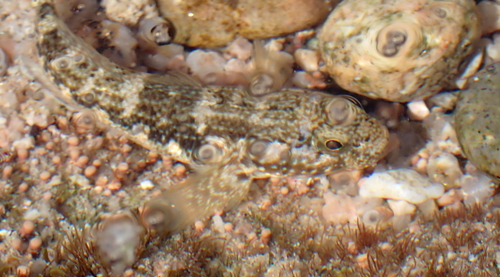 Panamese franjegrondel (Bathygobius ramosus) — Gobiidae