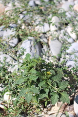 Solanum lycopersicum cerasiforme