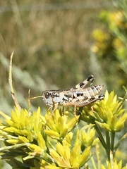 Oedaleonotus orientis