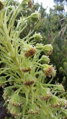 Argyroxiphium kauense