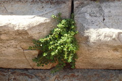 Parietaria judaica