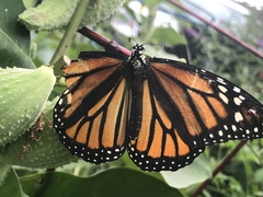 Danaus plexippus