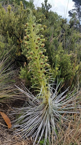 Argyroxiphium kauense, photograph 6