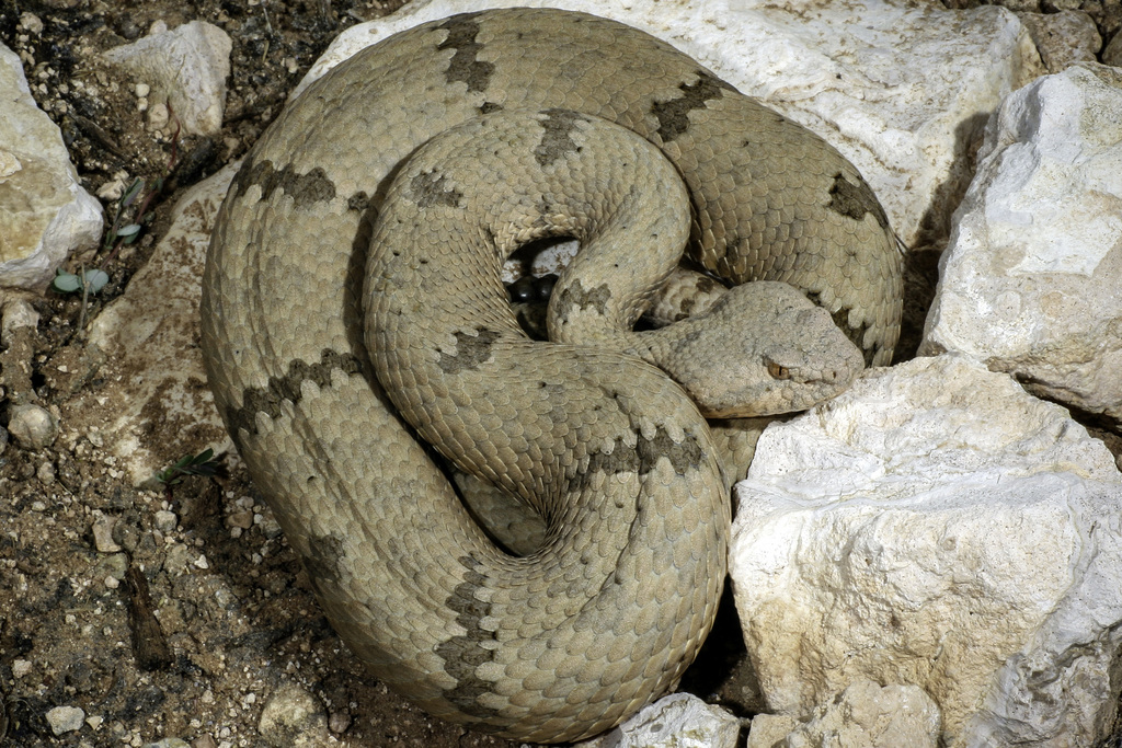 Patternless Rock Rattlesnake Rock Rattlesnake from Hudspeth County, TX, USA on August 16, 2007 at 06 ...