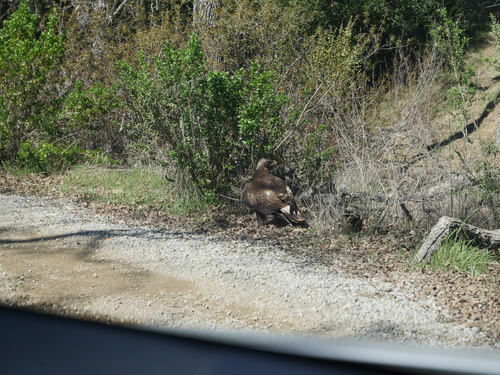 iNaturalist observation photo of Golden Eagle