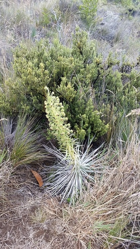 Argyroxiphium kauense, photograph 5