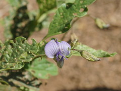 Crotalaria verrucosa