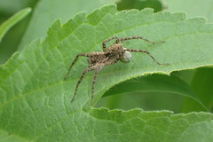 Pardosa astrigera