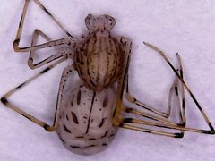 Scytodes pallida