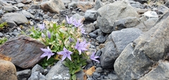 Campanula piperi