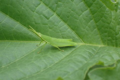 Atractomorpha lata