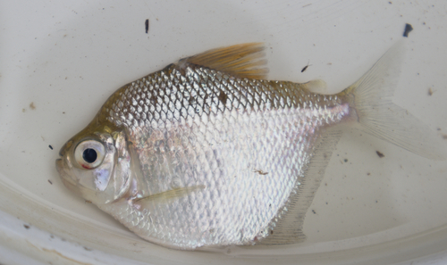 Silver tetra (Tetragonopterus chalceus) — Characidae — 3