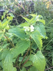 Lamium album