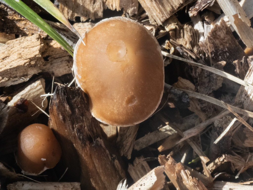 Tubaria furfuracea · March 2025 · photo: © carey_knox_southern_scales (iNaturalist, cc-by-nc)