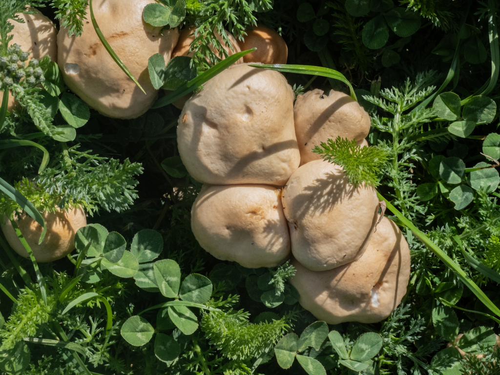Marasmius oreades · March 2025 · photo: © carey_knox_southern_scales (iNaturalist, cc-by-nc)