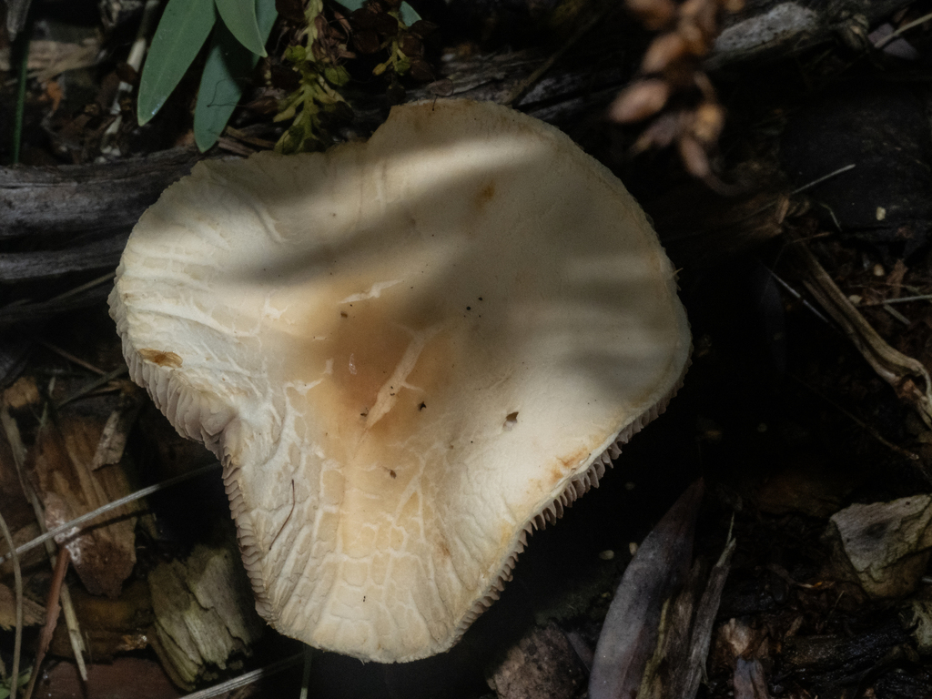 Agrocybe praecox · March 2025 · photo: © carey_knox_southern_scales (iNaturalist, cc-by-nc)