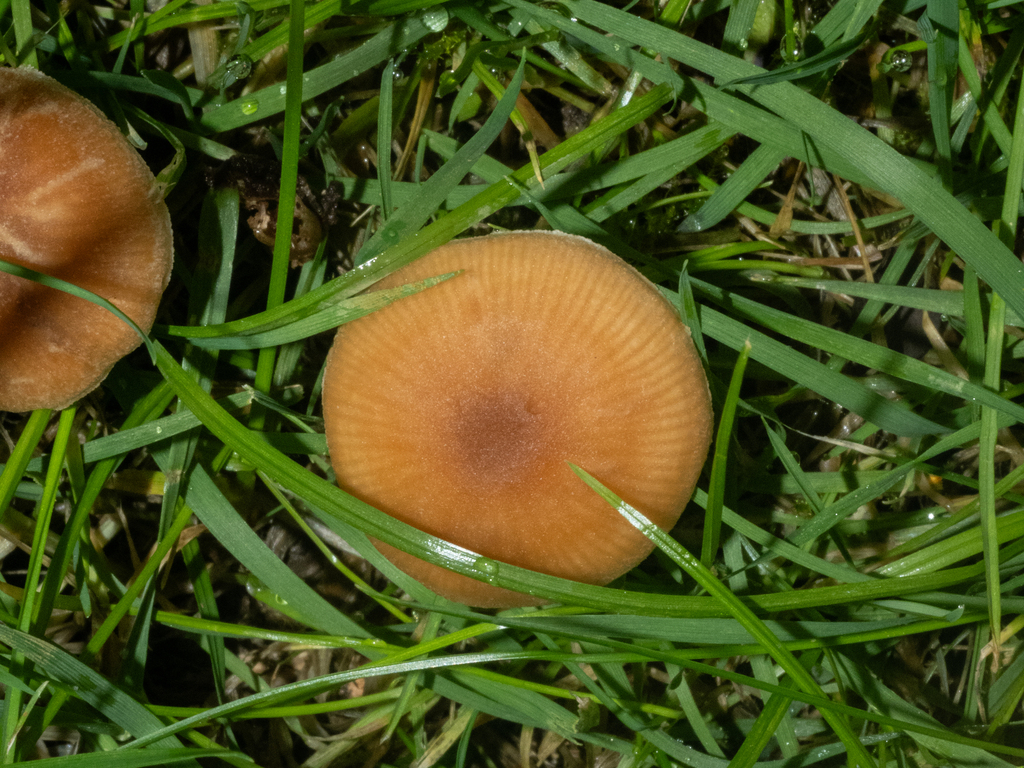 Tubaria furfuracea · March 2025 · photo: © carey_knox_southern_scales (iNaturalist, cc-by-nc)