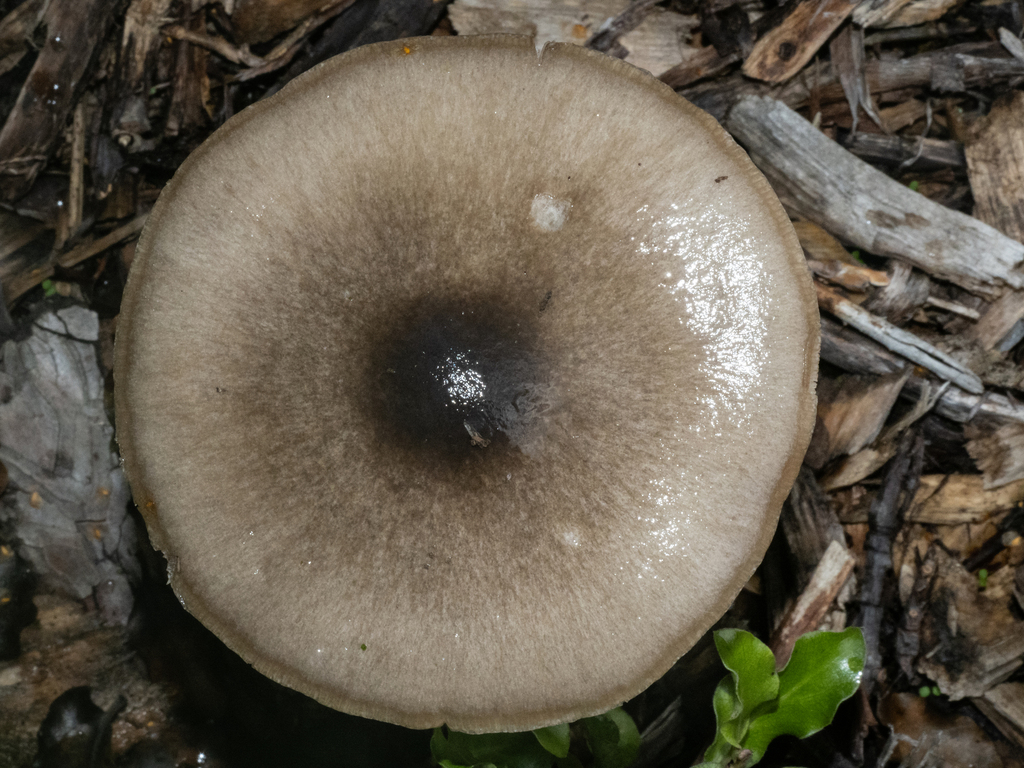Volvopluteus gloiocephalus · March 2025 · photo: © carey_knox_southern_scales (iNaturalist, cc-by-nc)