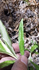 Pseudognaphalium attenuatum