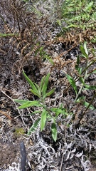Pseudognaphalium attenuatum