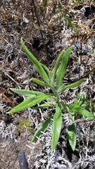 Pseudognaphalium attenuatum