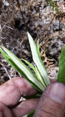 Pseudognaphalium attenuatum