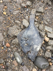 Liopsetta glacialis
