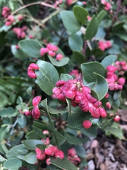 Arctostaphylos viscida