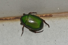 Anomala rubripes