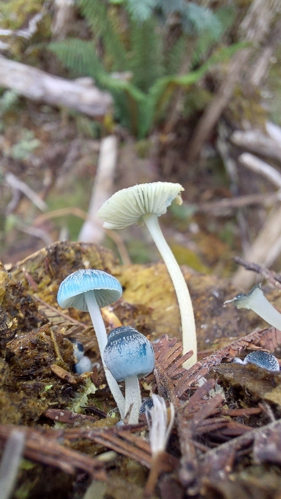 Mycena interrupta · March 2025 · photo: © tassietravelsblog (iNaturalist, cc0)