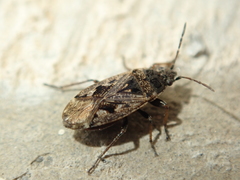 Sphragisticus nebulosus