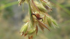 Thomisidae