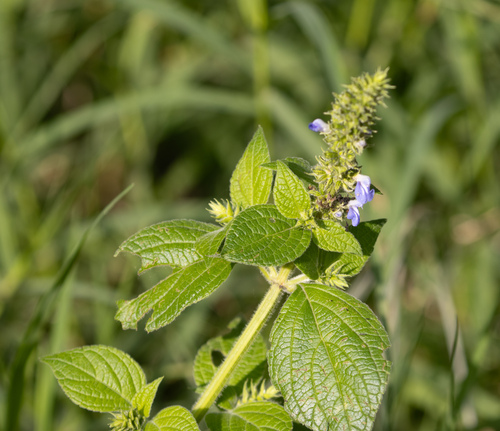 Salvia xalapensis, photograph 4