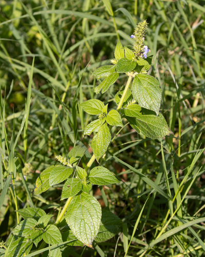 Salvia xalapensis, photograph 5
