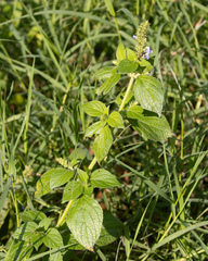 Salvia xalapensis, photograph (c) avocat, some rights reserved (CC BY)