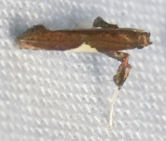 Caloptilia stigmatella