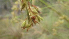 Thomisidae